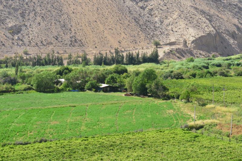 pisco_elqui_0032