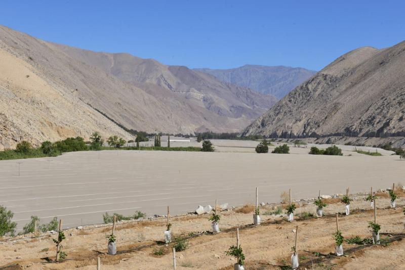 pisco_elqui_0034