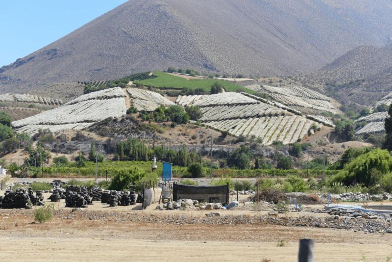 pisco_elqui_0036