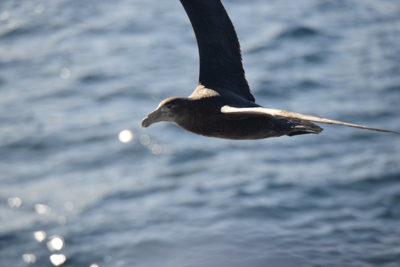 puerto_williams_007