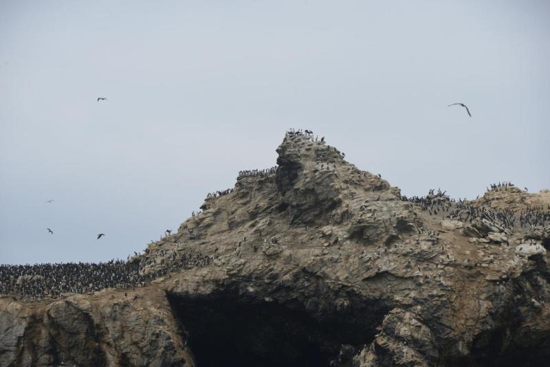 chorus_humboldt_0013
