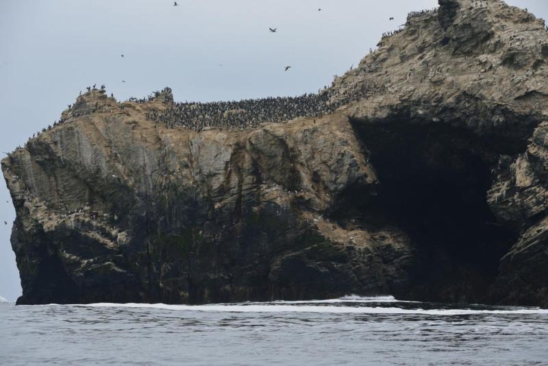 chorus_humboldt_0014