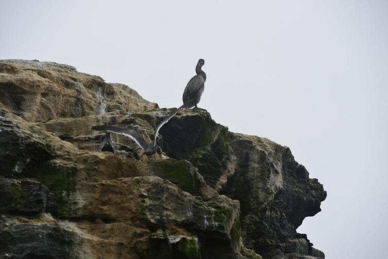 chorus_humboldt_0016