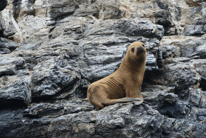 chorus_humboldt_0017