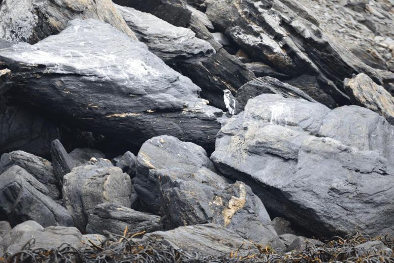 chorus_humboldt_0021