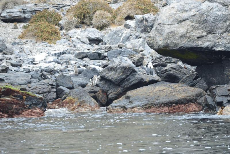 chorus_humboldt_0023
