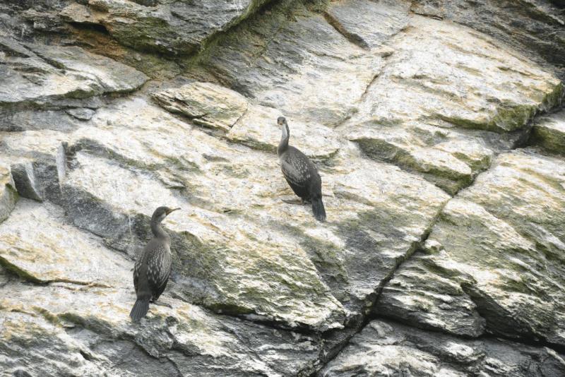 chorus_humboldt_0024