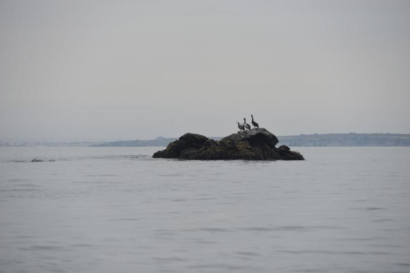 chorus_humboldt_0025