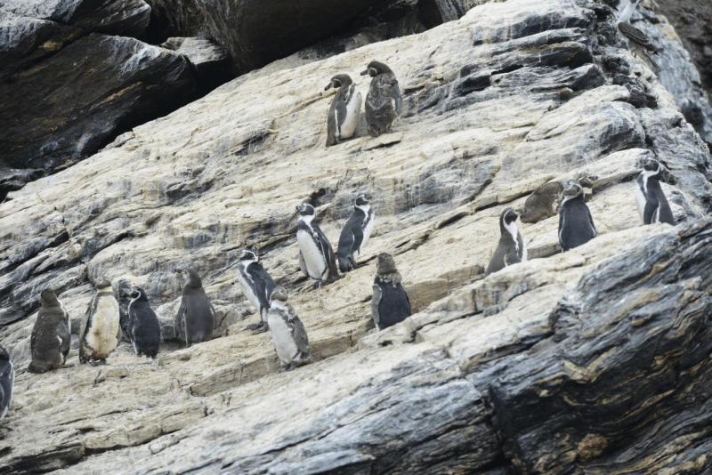 chorus_humboldt_0027