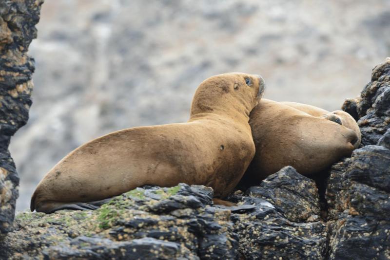 chorus_humboldt_0028
