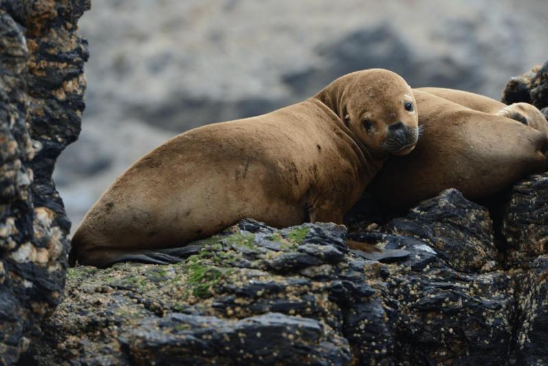 chorus_humboldt_0029