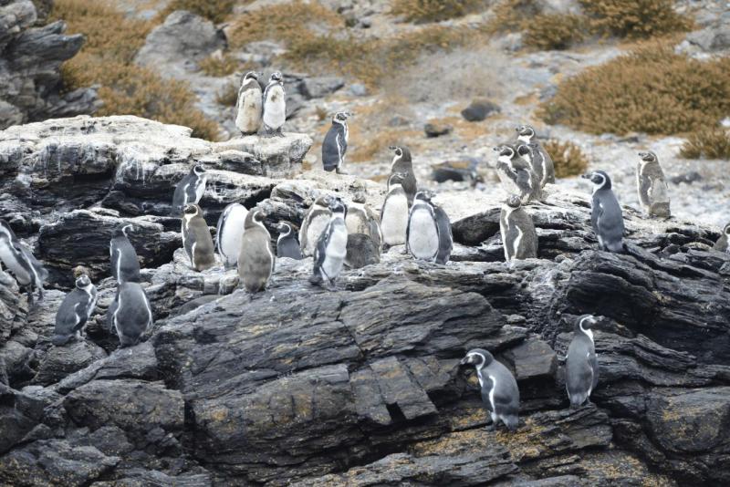 chorus_humboldt_0031