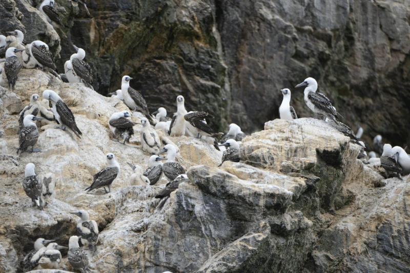 chorus_humboldt_0032