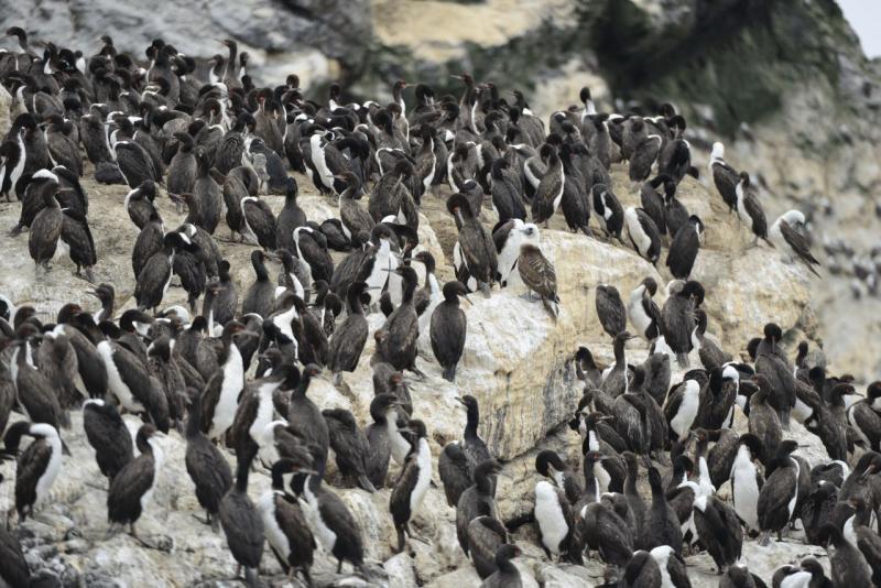 chorus_humboldt_0033