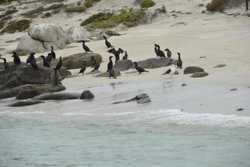 chorus_humboldt_0036
