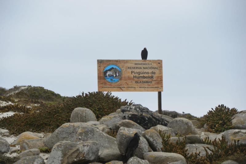 chorus_humboldt_0037