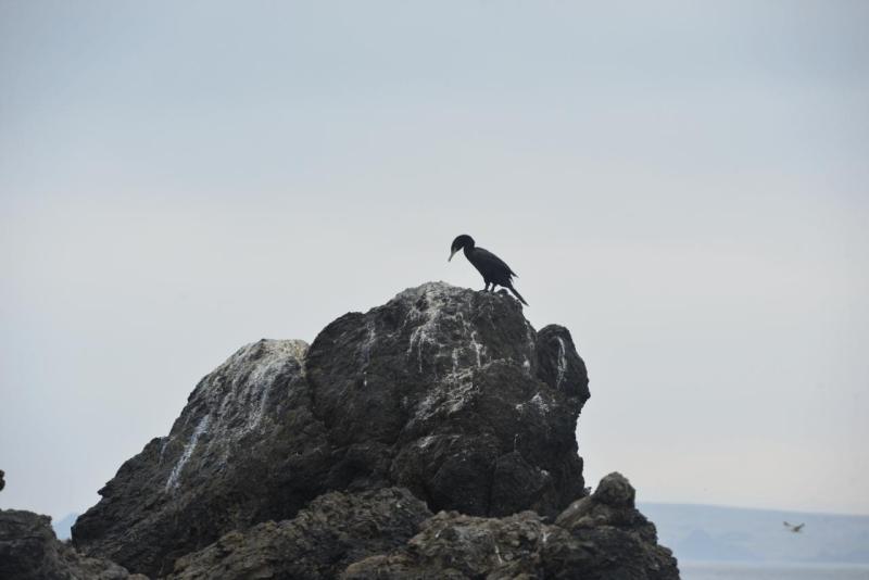 chorus_humboldt_0038