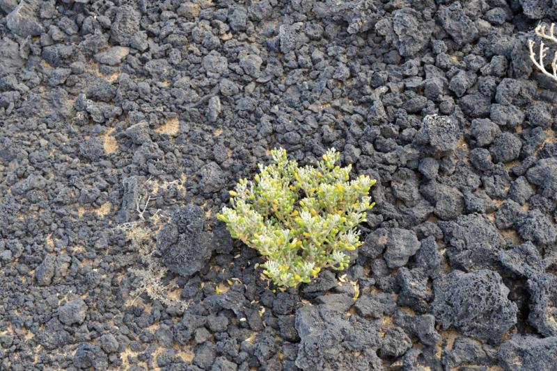 lanzarote_punta_de_la_pared_mala_006