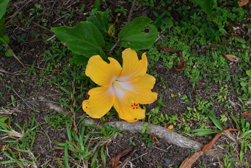 rarotonga_2_0091