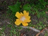 rarotonga_2_0091
