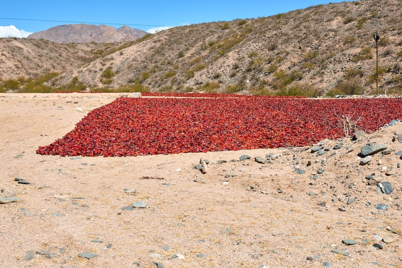 suedamerika_20230330_ar_cafayate_80K_3131