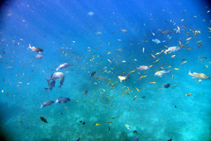 similan_island_x_0051