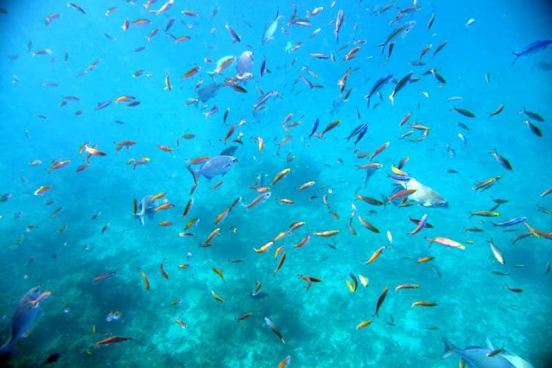 similan_island_x_0061