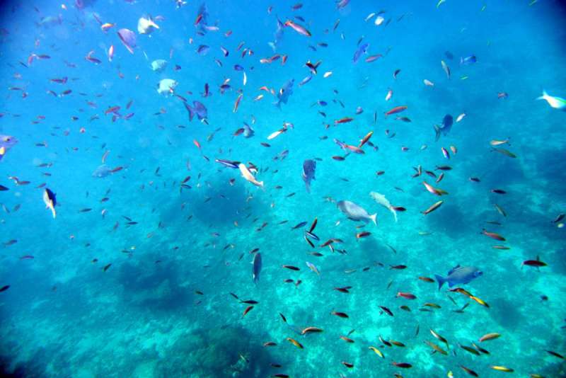 similan_island_x_0066