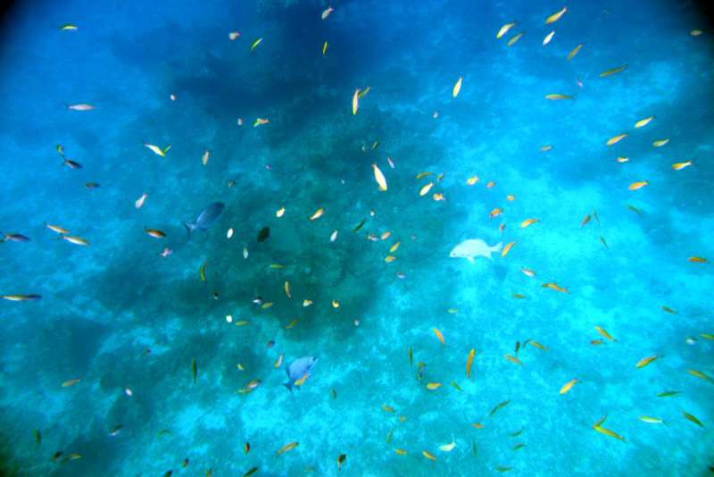 similan_island_x_0081