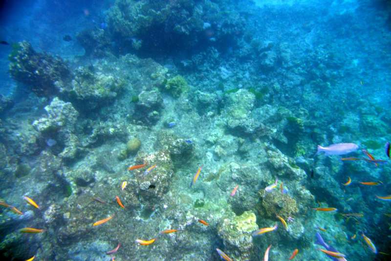 similan_island_x_0086