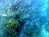 similan_island_x_0001