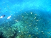 similan_island_x_0026