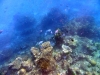 similan_island_x_0041