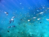 similan_island_x_0051