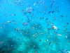 similan_island_x_0061