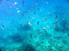 similan_island_x_0066