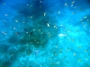 similan_island_x_0081