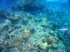 similan_island_x_0086