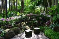 singapore_botanicgarden