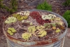 somerset_0021