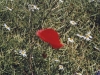 sommer2004_065