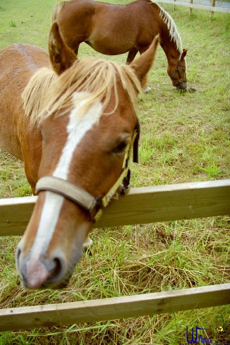 sommer2005_036