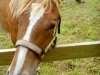 sommer2005_036
