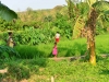 sumbawa_karanga_0061