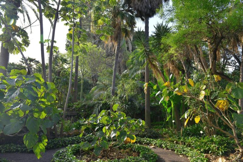 tenerife_botanical_garden_puerto_de_la_cruz_002