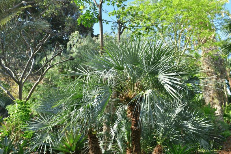 tenerife_botanical_garden_puerto_de_la_cruz_005
