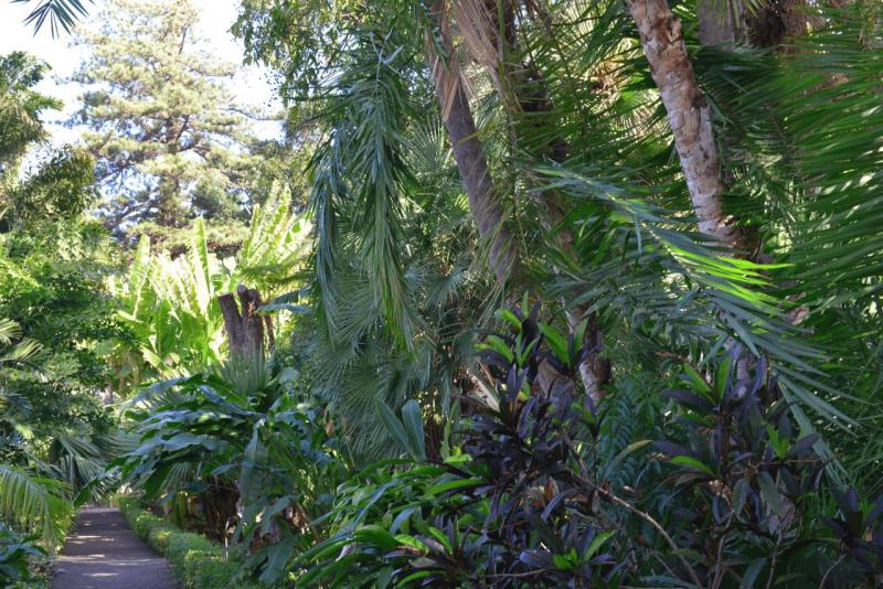 tenerife_botanical_garden_puerto_de_la_cruz_007
