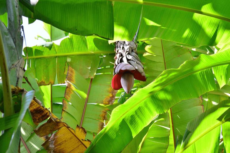 tenerife_botanical_garden_puerto_de_la_cruz_008
