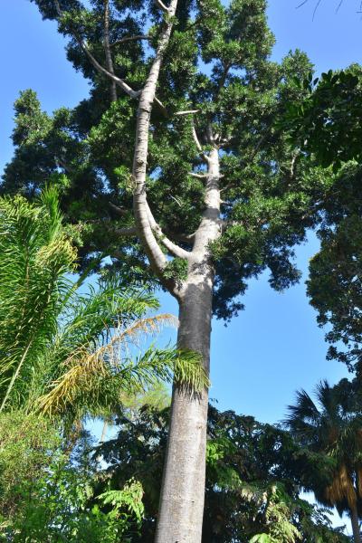 tenerife_botanical_garden_puerto_de_la_cruz_009