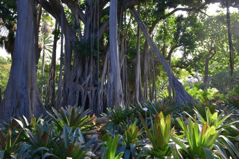 tenerife_botanical_garden_puerto_de_la_cruz_010